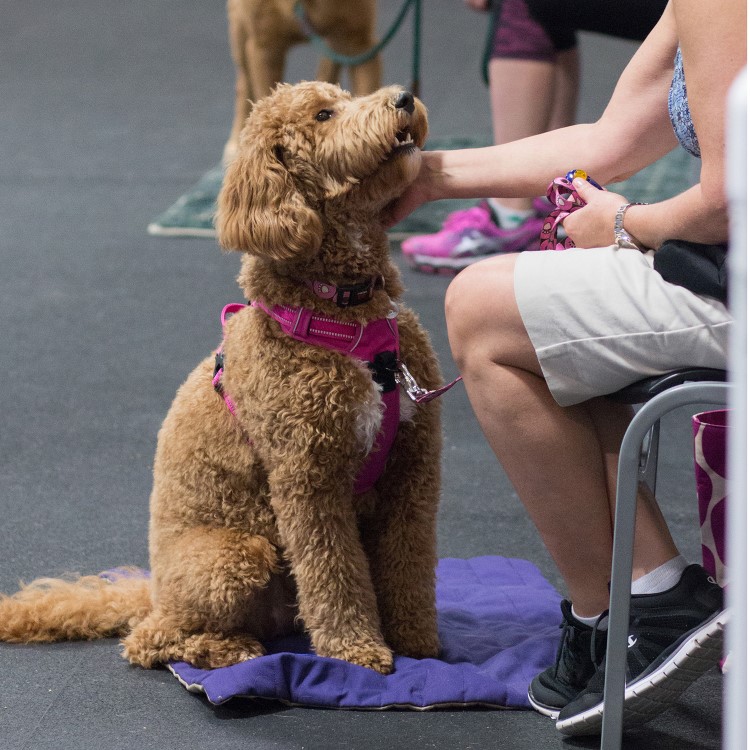 dog leash 2012 online