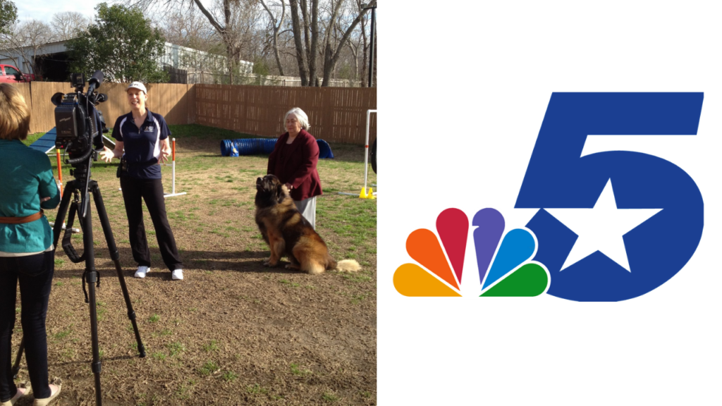 Local News Channel, NBC DFW  interviews What A Great Dog! Training Center on Patton the Leonberger who competed in the Elite Westminster Kennel Club's Annual dog show.