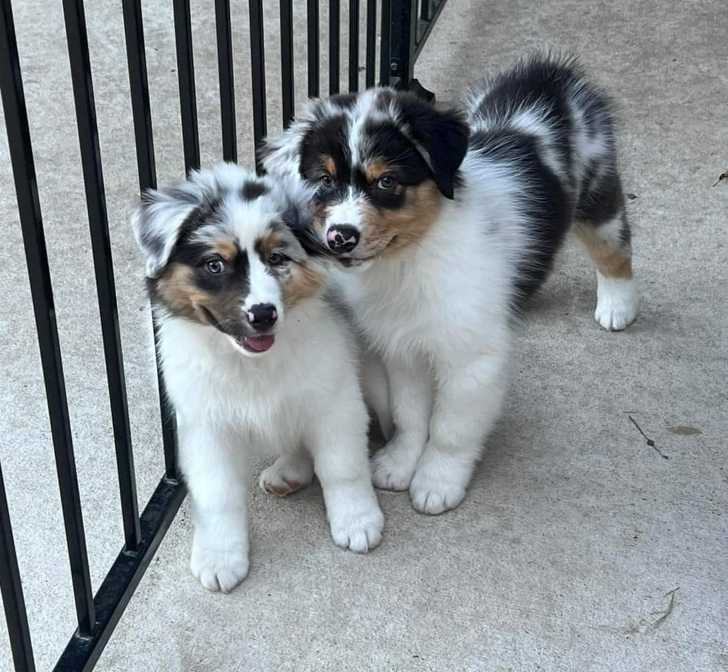 Are Two Pups Better Than One? Insight on Littermate Syndrome What a Great Dog!