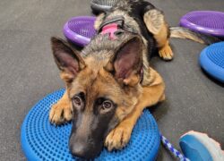 FitPaw GSD