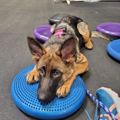 FitPaw GSD