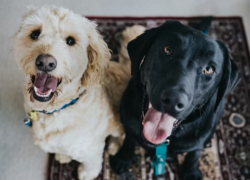 dog friends